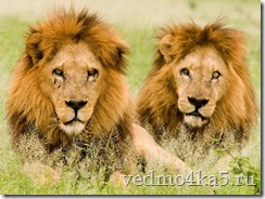 картина пара львов