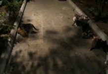 Небольшое видео из Моего приюта для КОШЕК